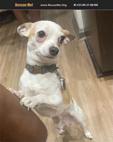 chihuahua rescue atlanta|free chihuahua adoption near me.